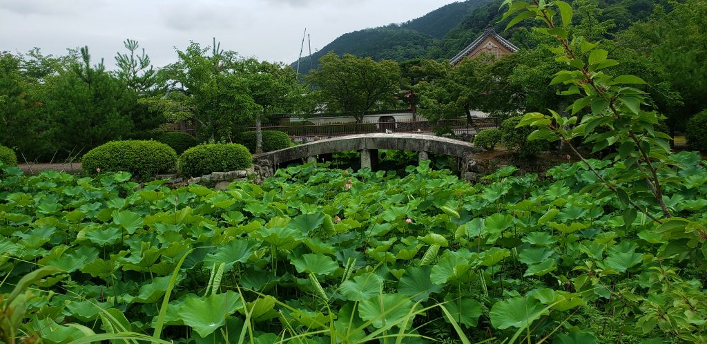 《日本随团游-第四天》